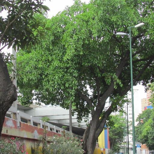 Un espacio para conocer y preservar los árboles urbanos de Caracas y promover y gestionar iniciativas para su defensa.