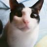 KumamonTh's profile picture. 熊本産です。猫が好きです😌💓 格闘技好き。(自分はしないけど…) 軽度のアニヲタです。 本人は殆ど呟きません。頑張ってる人の 応援活動を主にやってます😇 希島あいり推し🥰