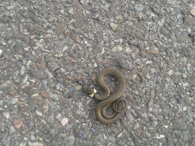 petraheine33's profile picture. 