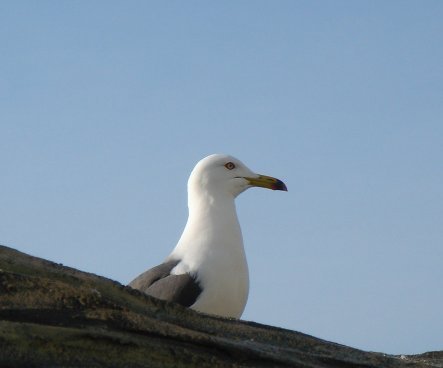 海猫 Profile