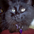 PsychicCAT's profile image