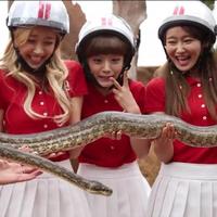 CRAYON POP AUSTRALIA (@crayonpopaus) 's Twitter Profile Photo CRAYON POP AUSTRALIA (@crayonpopaus) 's Twitter Profile Photo