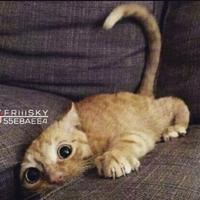 الحساب ملغى (@aasssdd7) 's Twitter Profile