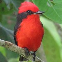 Erundino Alonso (@gerundain) 's Twitter Profile