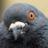 pigeongirl13's profile image