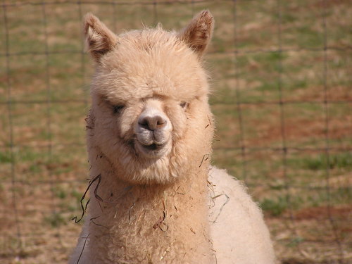 Small alpaca farm at the foot of the Blue Ridge Mountains. Find us at the Orange Farmers Market.