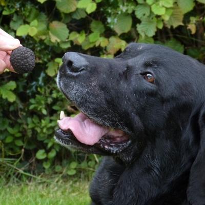 The English Truffle Company finds black truffles in English woodlands and offers truffle hunting opportunities. Now on https://t.co/3gws7dps4F