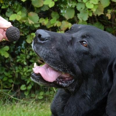 The English Truffle Company finds black truffles in English woodlands and offers a unique opportunity to experience truffle hunting.