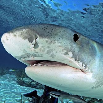 I'm a #tigershark named after one of the 9 regions of #Australia.