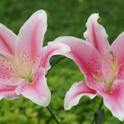 TheInkBlog's profile picture. 