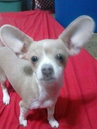 I'm lil boy but mommy says I can go bite mean old black Jack Randall. I'm gonna get him for hurtling my tv daddy Jamie just let me at him