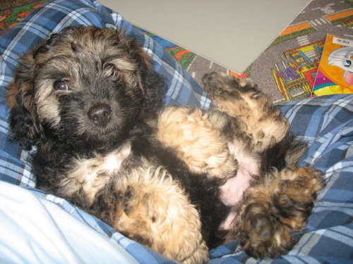 Schnoodle fans!  We love the non allergenic, fun terrier personality, cute as can be portable designer breed.