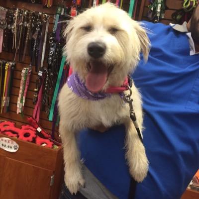 The adventures of a Hollywood dog whose mom is an actress. Always something interesting! #CuteDog #DogsOfTwitter #DogLovers