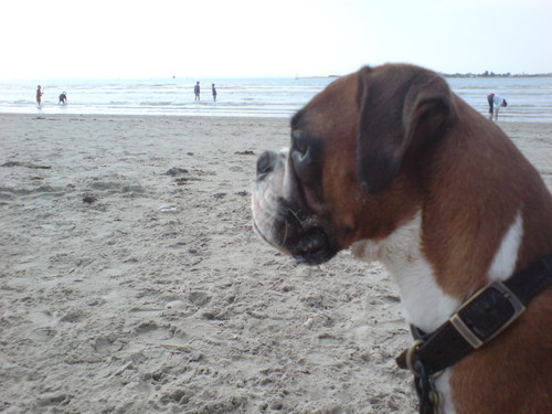 FatboyATmFC's profile picture. Former Heavyweight champion of the world.