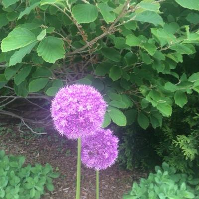 tessumich's profile picture. 