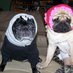 Sabra Jenny's Pugs (@pugmanordotcom) Twitter profile photo