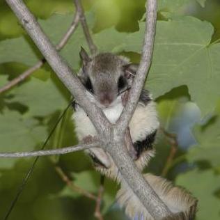 The Kawartha Flying Squirrel Project, 
studying flying squirrels in a hybrid zone