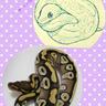 AQUA_SiON's profile picture. 【AQUA＠爬虫類／紫音＠音楽】
爬虫両生類を飼育中、生き物全般大好きです♪☆飼爬：ナミヘビ科×1,ボア&ニシキヘビ科×5(預1),メキシコパイソン科×1,🐢×10,ヤモリ×1☆好音：黒百合姉妹,RURUTIA,Cocco,lela,他☆好他：古代魚,ポケモン,カワイイ＆キレイなモノ