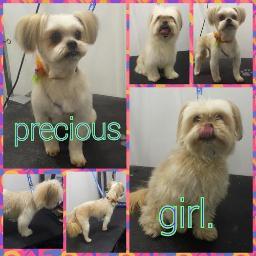 Luxury Mobile Dog Grooming right to your door! Our groomers Amber and Sarah will pamper your pups in the comfort of our Mercedes Sprinter Van.