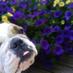 Penny (@penny_bulldog) Twitter profile photo Penny (@penny_bulldog) Twitter profile photo