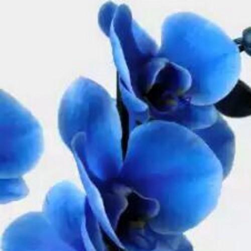 Jagriti08041991's profile picture. 