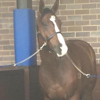 jones_mljones's profile picture. Track Manager, Australian Turf Club, Warwick Farm.