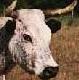 reader, farmer, writer. Read, proofread, & write #weblit & #ebooks. Family farmer of dairy #cows, meat #goats, & veg #crops. http://t.co/STYKPIig