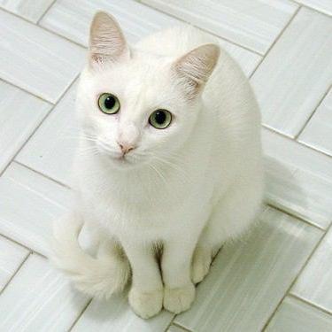 BukkorosuReiji's profile picture. 裏垢/JK3/生中OK/大阪
大阪か神戸でセックス出来る人探してます。
生中、アナルOKです。
メールとかあんまり好きじゃないんでDMは会う時の場所と日取り決める時のみでお願いします。