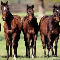 charelbstock's profile picture. Created in 2011 by Vanessa Teehan, present and acting at all European Sales , French and English spoken