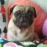 picasso1108's profile picture. ぴかそ(パグ15歳♂)と飼い主です。車イスで頑張って歩いてます♿ 
#Pug  

【ソラ(ビーグル)🌈17歳♀】
【ハル(ビーグル)🌈15歳♂】
【マリリン(チワワ)🌈11歳♀】
【ミィ♀(白猫)🌈】