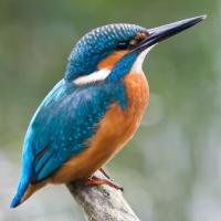 Mrs Smith and Mrs Maxwell (@kingfishers_rpi) 's Twitter Profile Photo