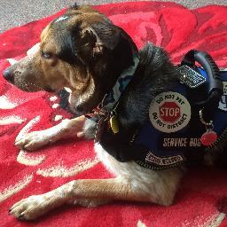 Service Dog & Snuggle Bug
Border Collie/Heeler mix
Dartmouth '18
from LA/MS to NH/CA
Handler: medical and mental mess