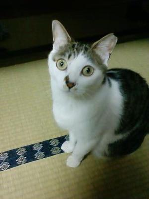 保護猫６匹と暮らしてます。
著作権は手放していません

猫の生活が第一