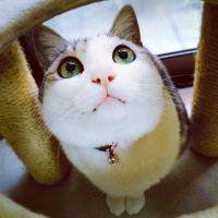 田舎育ち (@momomam29) Twitter profile photo