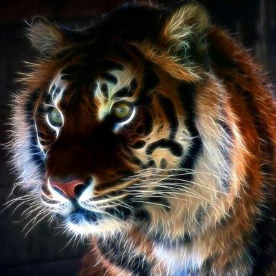 motogato7's profile picture. 