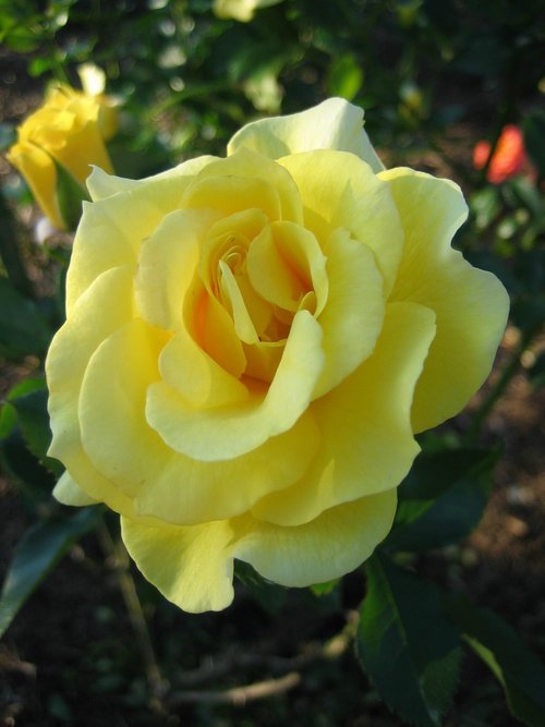 523chie's profile picture. 柏レイソルをマイペースに応援しています。最近は海外の犯罪捜査系ドラマにはまり中。