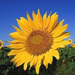 MrHinderliter's profile picture. Industrial Technology Education Teacher at Mission Trail Middle School Football Coach & Track Coach