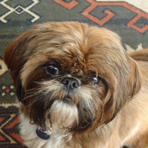 Animal lover, Pt/T Travel Blogger. F/T anti-Trumper. Currently doing an MA in Social Anthropology. No DMs. #resist #Resisters #FBR #Savetheplanet #BLM