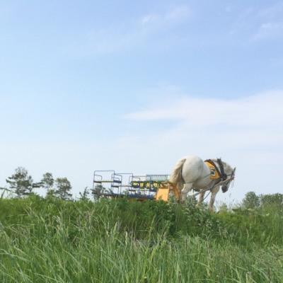 私たちは北海道エコ動物自然専門学校の学生チームです。卒業研究で、「ばんえい競馬」についてアンケートを実施しています。 ご協力いただける方はリプライ，DMにて返信をお願いしています。また、アンケート以外での利用はこのアカウントでは行っておりません。