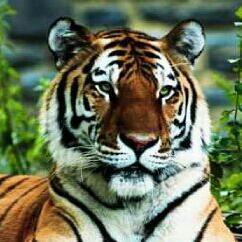 maureenkneil's profile picture. Grammie to 3 beautiful granddaughters, Mum to 2 gorgeous daughters and wife to my wonderful husband and soulmate