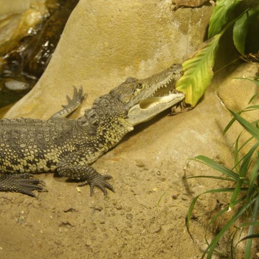 kroc1690's profile picture. 