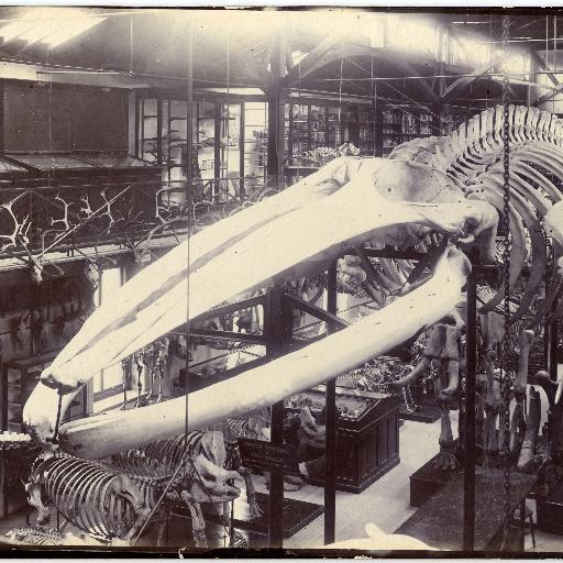 Giving you a whale's-eye view of the goings on at the Museum of Zoology, Cambridge before, during and beyond its HLF redevelopment!
#raisethewhale