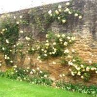 Somerset What's On (@somersetwhatson) 's Twitter Profile