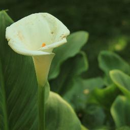 iicamesi's profile picture. 