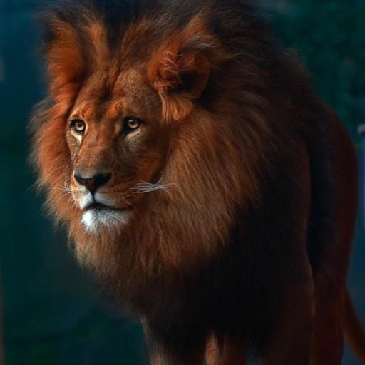 joaquim100's profile picture. 