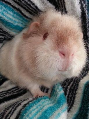 DearPrudence_Xo's profile picture. An adorable & inquisitive little guinea pig sharing her thoughts with the world ♥