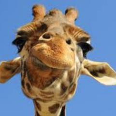 Living in the present and reminding people how great the world is with a few giraffe pictures mixed in