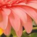 Lynne Glynn (@lynne2772) Twitter profile photo Lynne Glynn (@lynne2772) Twitter profile photo