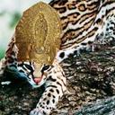 Shaun Patrick Gee - @OcelotGod - Twitter