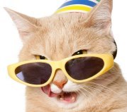 gLitter_cat's profile picture. I am the mascot cat for http://t.co/JKuy9HHtiX.